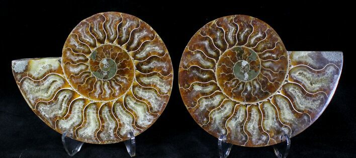 Polished Ammonite Pair - Million Years Old #20130